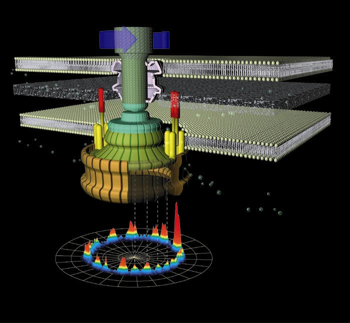 OXFORD molecular motors